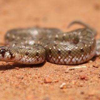 Juvenile Molesnake (Note the zig-zag pattern)