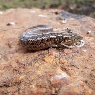 Cape Skink