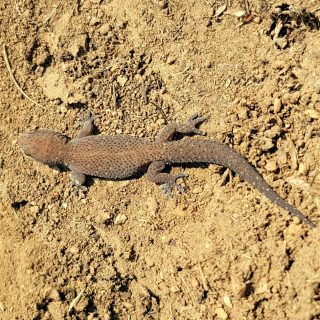 Transvaal Thick-toed Gecko