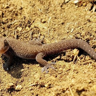 Transvaal Thick-toed Gecko