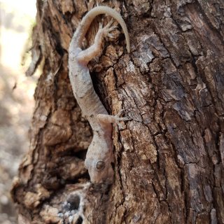 Tropical House Gecko