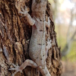 Tropical House Gecko