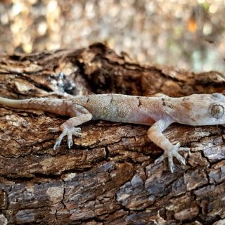 Tropical House Gecko