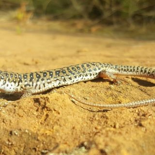 Delalande's Sandveld Lizard