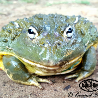 African Bullfrog