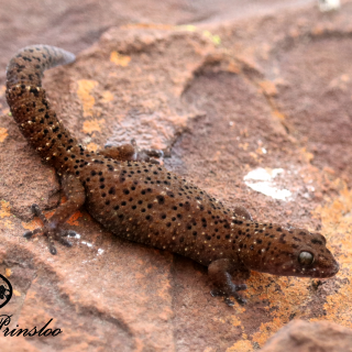 Cape Thick-toed Gecko