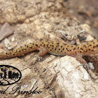 Cape Thick-toed Gecko