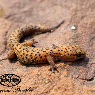 Cape Thick-toed Gecko