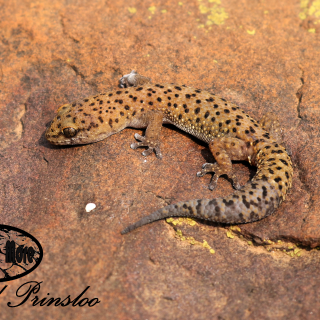 Cape Thick-toed Gecko