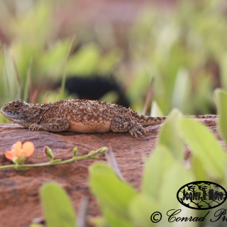 Eastern Ground Agama