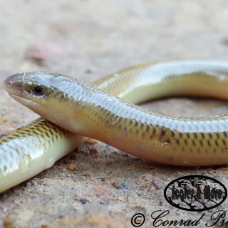 Thin-tailed Legless Skink