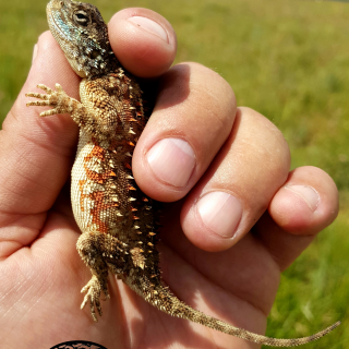 Eastern Ground Agama