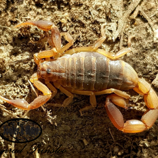 Plain Pygmy Thick-tail Scoprion
