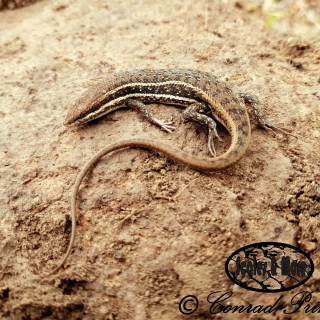 Variable Skink