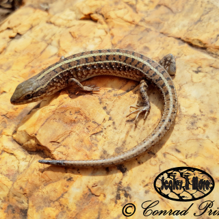 Cape Skink