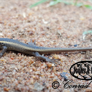 Spotted/Speckled Rock Skink