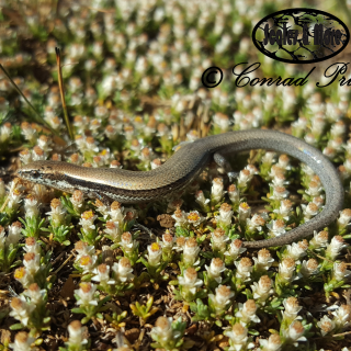 Wahlberg's Snake-eyed Skink