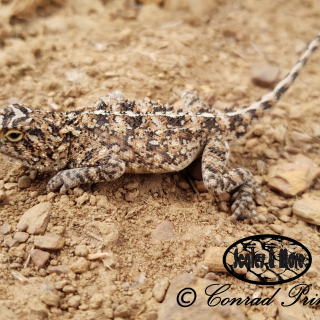 Eastern Ground Agama