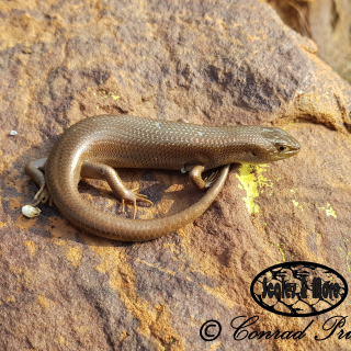 Cape Skink