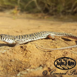 Delalande's Sandveld Lizard