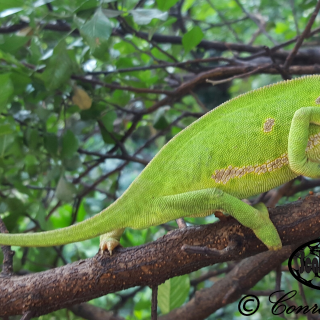 Flap-necked Chameleon