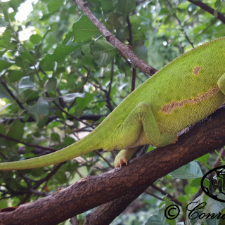 Flap-necked Chameleon