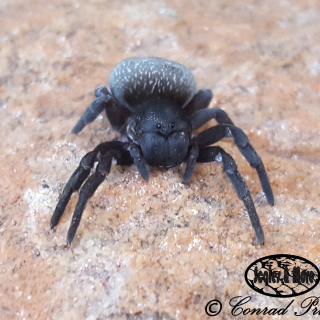 Velvet Spider