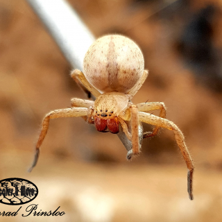 Huntsman Spider