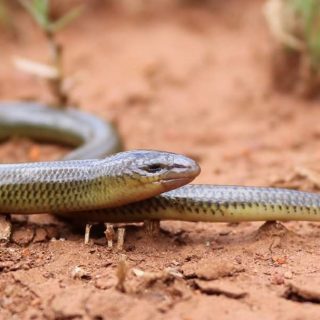 Thin-tailed Legless Skink