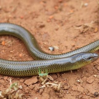 Thin-tailed Legless Skink