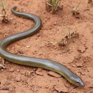 Thin-tailed Legless Skink