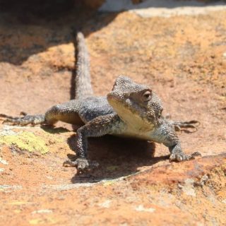 Southern Rock Agama