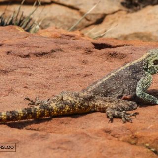 Southern Rock Agama