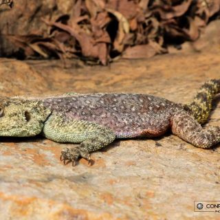 Southern Rock Agama