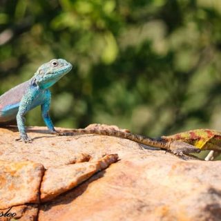 Southern Rock Agama