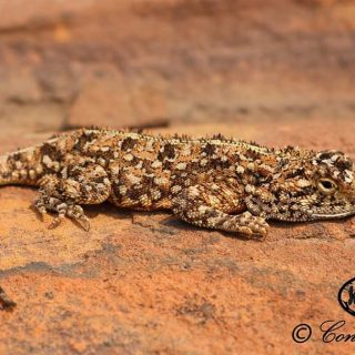 Eastern Ground Agama