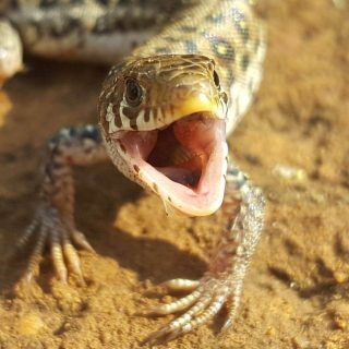 Delalande's Sandveld Lizard