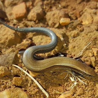 Wahlberg's Snake-eyed Skink