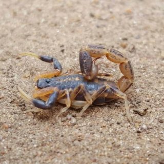 Highveld Lesser Thick-Tail Scorpion