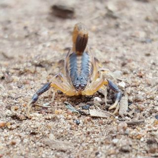 Highveld Lesser Thick-Tail Scorpion