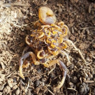 Highveld Lesser Thick-Tail Scorpion - female with scorplings