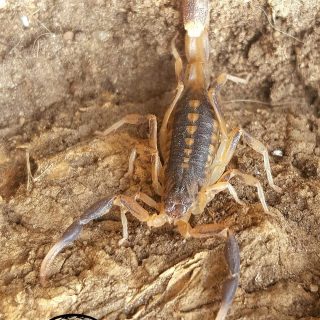 Highveld Lesser Thick-Tail Scorpion