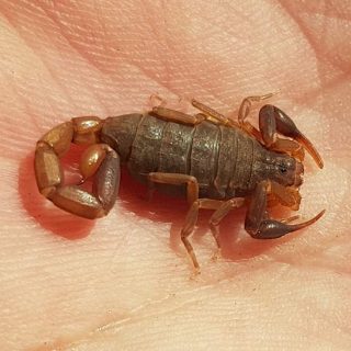 Plain Pygmy Thick-tail Scoprion