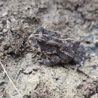 Guttural Toad - Juvenile