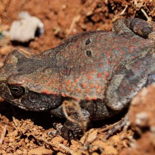 Red Toad