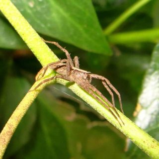 Nursery-web Spider