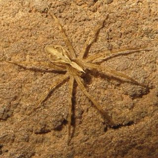 Nursery-web Spider