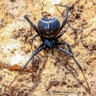 Black Button Spider