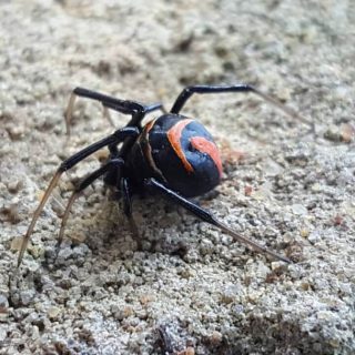 Black Button Spider