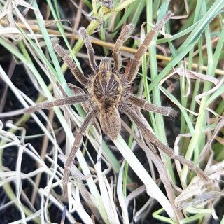 Brachionopus pretoriae